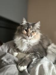 Lost Female Cat last seen West Third Street, park “a place to play”, Santa Rosa, CA 95401