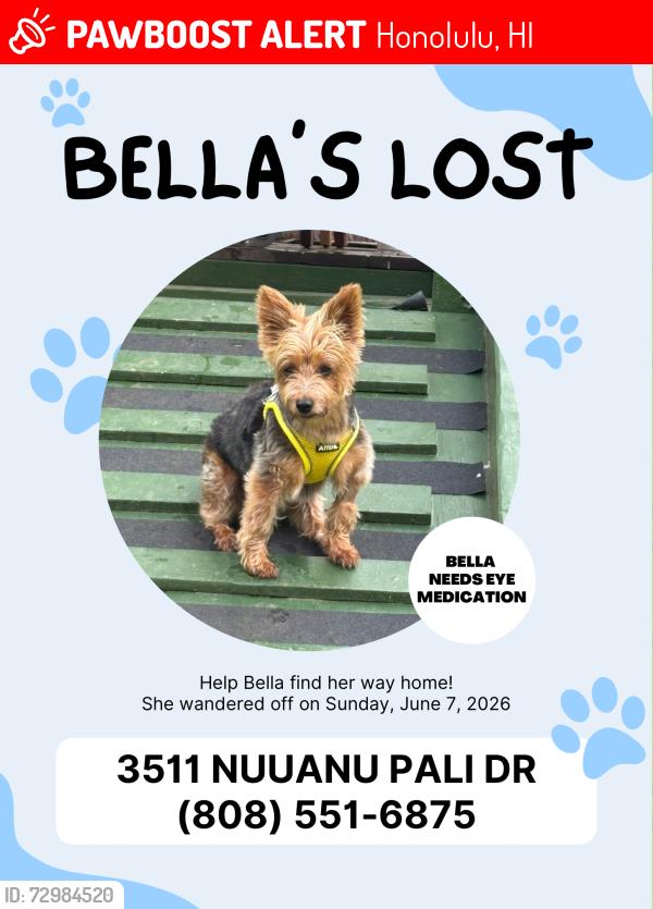 Lost Female Dog last seen Nuuanu Pali Drive, Honolulu, HI 96817