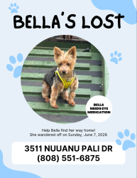 Lost Female Dog last seen Nuuanu Pali Drive, Honolulu, HI 96817