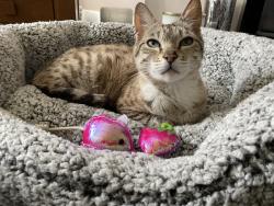 Reunited Female Cat last seen Herries Road Sheffield , Shirecliffe, England S5 8TX