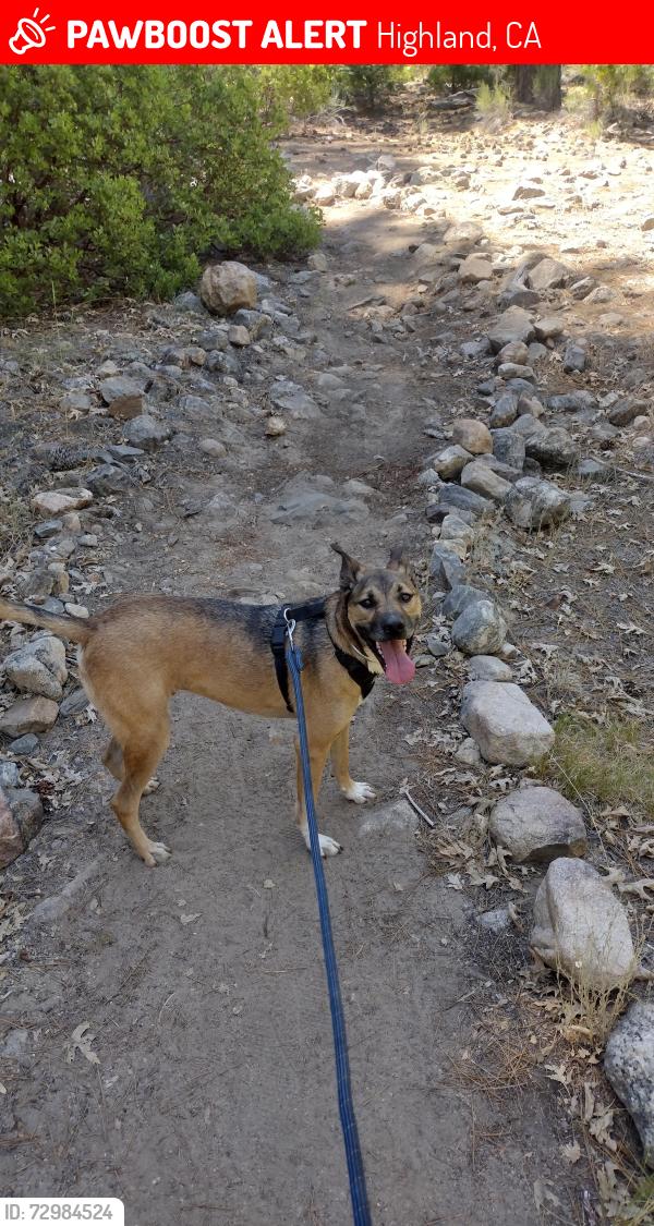 Lost Male Dog last seen Baseline and 13th St, Highland, CA 92346