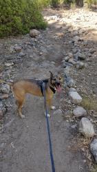 Lost Male Dog last seen Baseline and 13th St, Highland, CA 92346