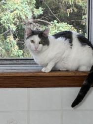Reunited Male Cat last seen near conway field , Ruth or Jayne street, Saint Paul, MN 55106