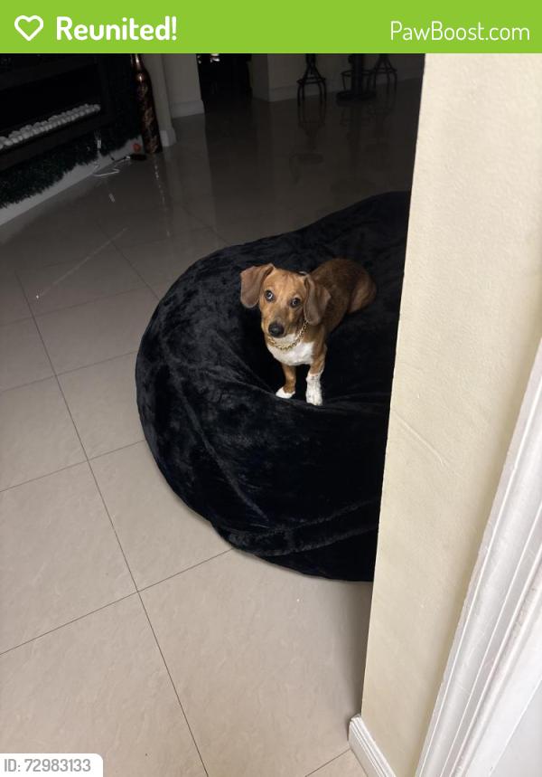 Reunited Male Dog last seen Near NW. first Manor plantation Florida, Plantation, FL 33317