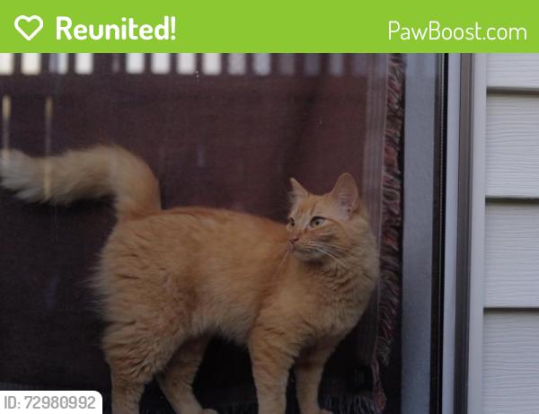 Reunited Female Cat last seen N Winnifred st, Ruston, WA 98407
