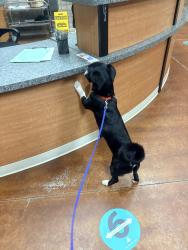 Found/Stray Male Dog last seen 4029–4599 Oxford Furnace Rd Lynchburg, VA  24504 , Lynchburg, VA 24504