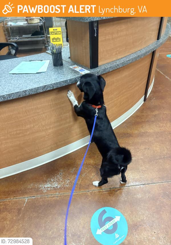 Found/Stray Male Dog last seen 4029–4599 Oxford Furnace Rd Lynchburg, VA  24504 , Lynchburg, VA 24504