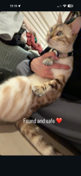 Reunited Female Cat last seen Near Stanwood Dr, Los Angeles, CA 90066I’m, Los Angeles, CA 90066
