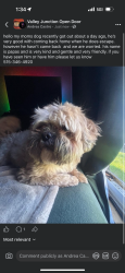 Lost Male Dog last seen south side airport, West Des Moines, IA 50265