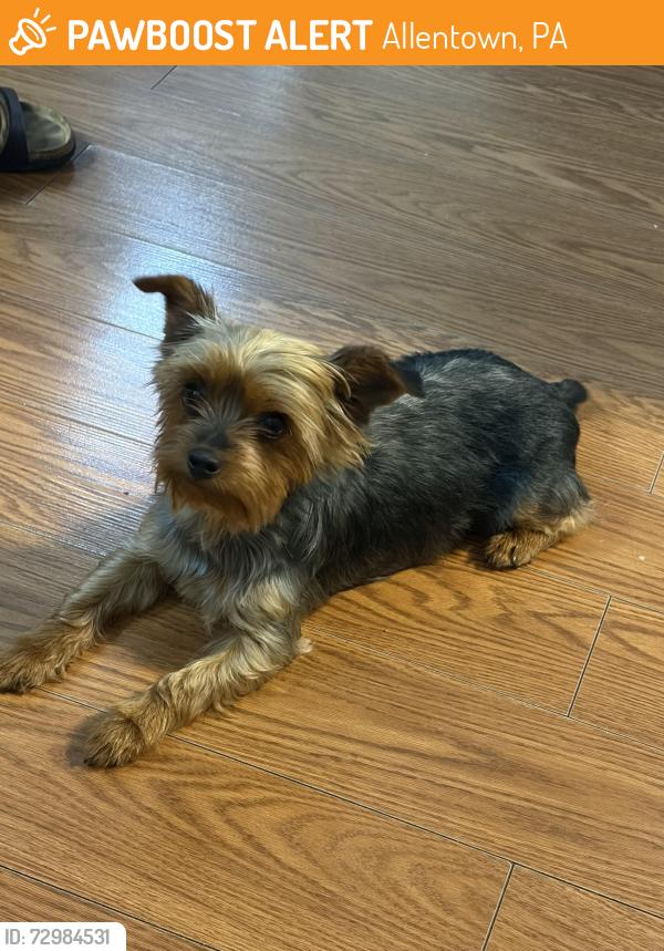 Rehomed Female Dog last seen Walnut st Allentown , Allentown, PA 18102