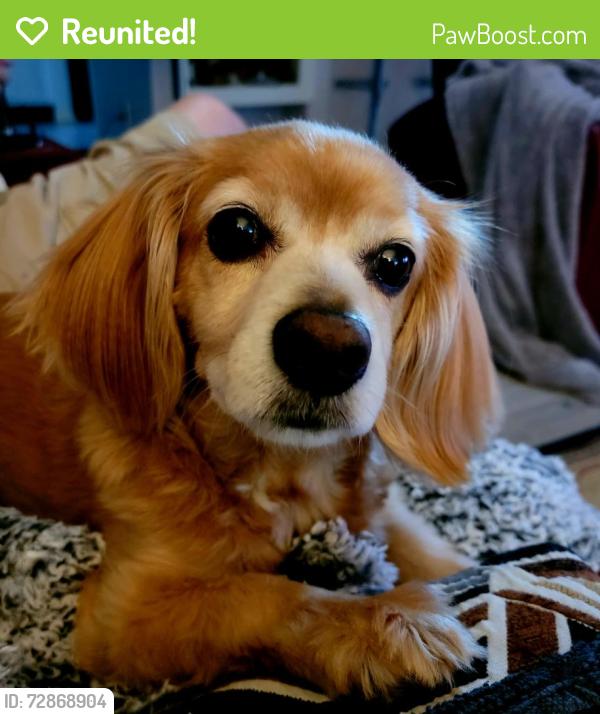 Reunited Male Dog last seen Rodd Field and Wooldridge , Corpus Christi, TX 78414