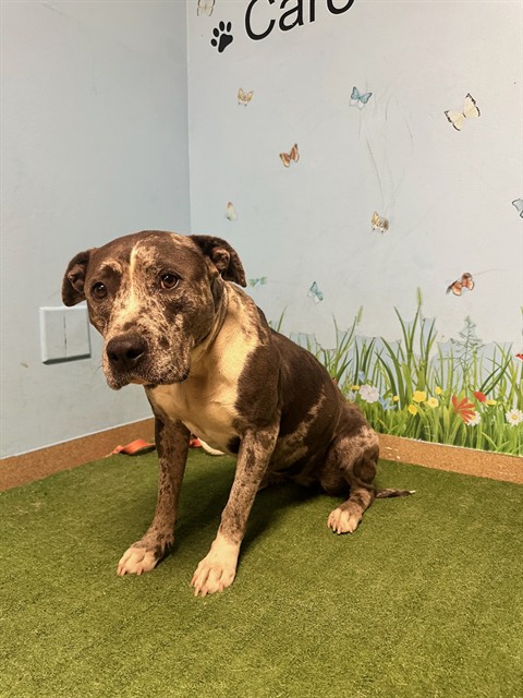 Shelter Stray Female Dog last seen , 38550 Sierra Hwy, Palmdale, CA 93550, USA
