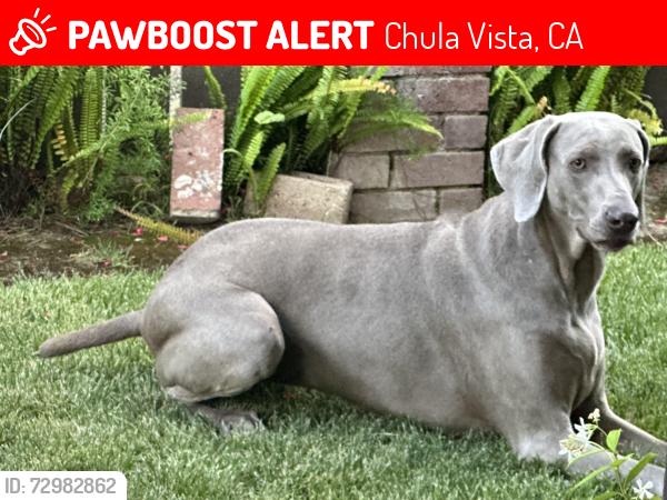 Lost Female Dog last seen Naples St. & Twin Oaks, Chula Vista, CA 91911
