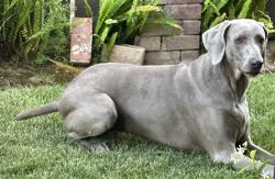 Lost Female Dog last seen Naples St. & Twin Oaks, Chula Vista, CA 91911
