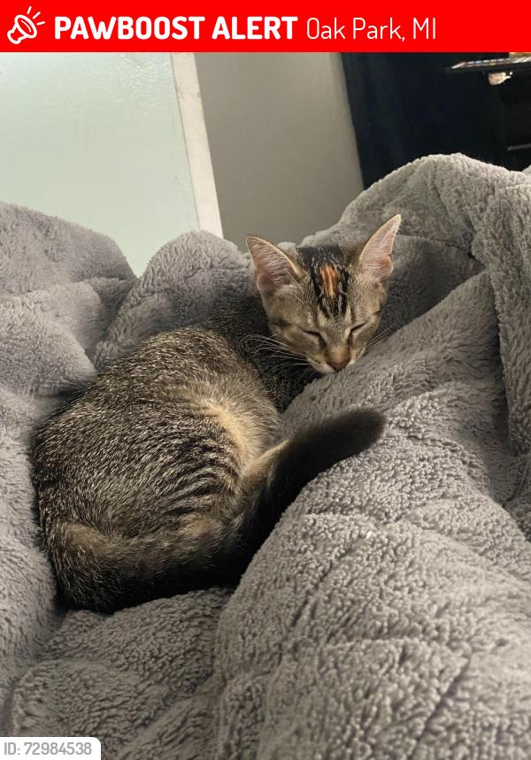 Lost Female Cat last seen last seen in oak park , Oak Park, MI 48237