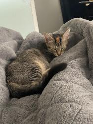 Lost Female Cat last seen last seen in oak park , Oak Park, MI 48237