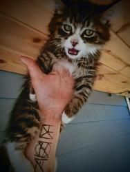 Lost Male Cat last seen Sheridan & robin/ Robin&Dibb, Bremerton, WA 98310