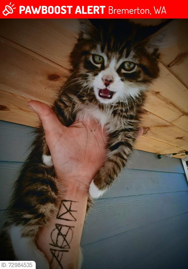 Lost Male Cat last seen Sheridan & robin/ Robin&Dibb, Bremerton, WA 98310