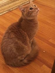 Found/Stray Male Cat last seen Selby ave, Medway, England ME1