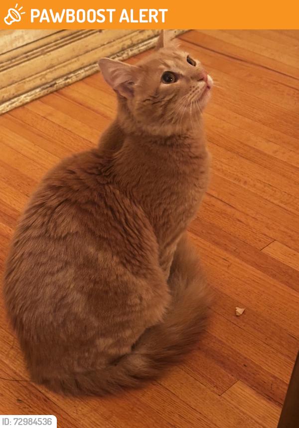 Found/Stray Male Cat last seen Selby ave, Medway, England ME1