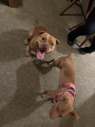 Found/Stray Male Dog last seen Broadway and Fremont street, Seaside, CA 93955