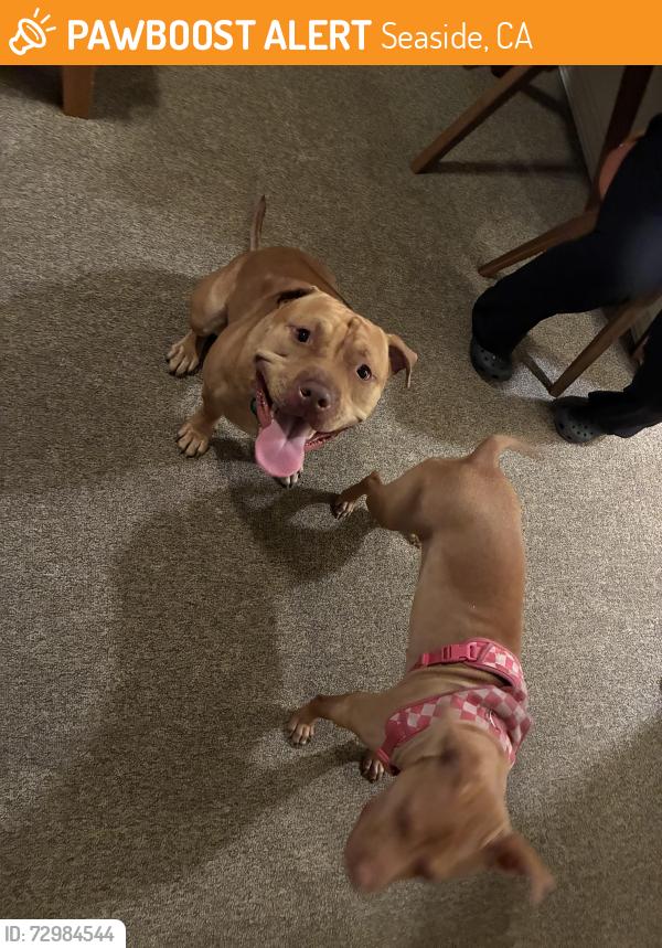 Found/Stray Male Dog last seen Broadway and Fremont street, Seaside, CA 93955