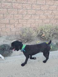 Found/Stray Male Dog last seen Hunter's Hill - Butterfield Ranch Rd CHINO HILLS CA , Chino Hills, CA 91709