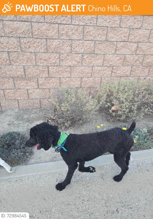Found/Stray Male Dog last seen Hunter's Hill - Butterfield Ranch Rd CHINO HILLS CA , Chino Hills, CA 91709
