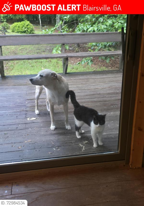 Lost Male Cat last seen Owl town road, Blairsville, GA 30512