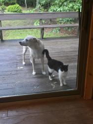 Lost Male Cat last seen Owl town road, Blairsville, GA 30512