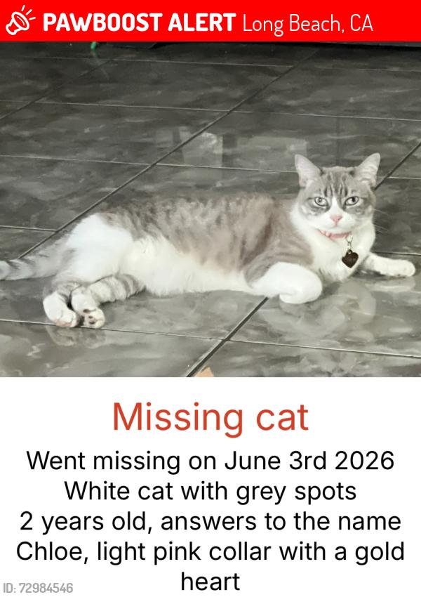 Lost Female Cat last seen River Ave, Long Beach, CA 90810