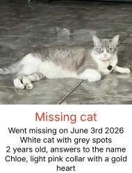 Lost Female Cat last seen River Ave, Long Beach, CA 90810