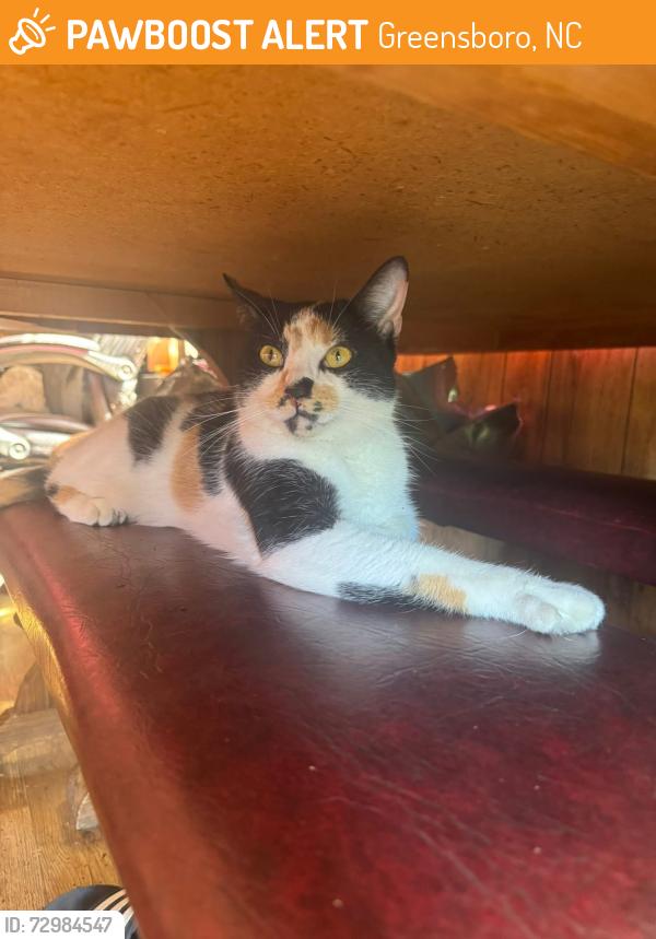 Found/Stray Female Cat last seen Voss Ave, Greensboro, NC 27405