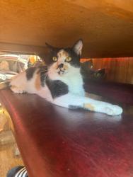 Found/Stray Female Cat last seen Voss Ave, Greensboro, NC 27405