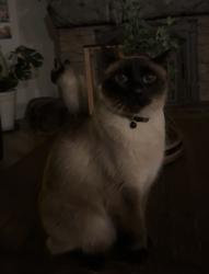 Lost Male Cat last seen pyramid way , Sparks, NV 89431