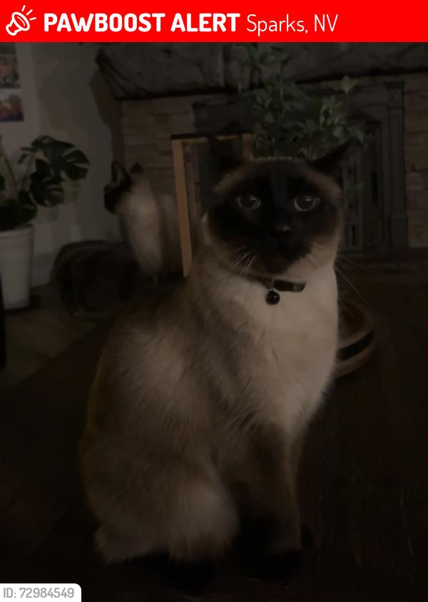 Lost Male Cat last seen pyramid way , Sparks, NV 89431