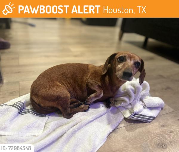 Found/Stray Female Dog last seen Neighborhood Forest, Houston, TX 77002
