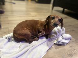Found/Stray Female Dog last seen Neighborhood Forest, Houston, TX 77002