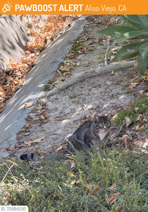 Found/Stray Unknown Cat last seen Grass hill in the area, Aliso Viejo, CA 92656