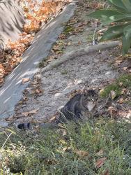 Found/Stray Unknown Cat last seen Grass hill in the area, Aliso Viejo, CA 92656