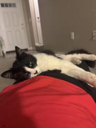 Reunited Male Cat last seen Greenwood lane, Cameron Park, CA 95682