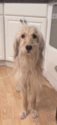 Shelter Stray Female Dog last seen near 12th near laney college, Oakland, CA, 1101 29th Ave, Oakland, CA 94601, USA