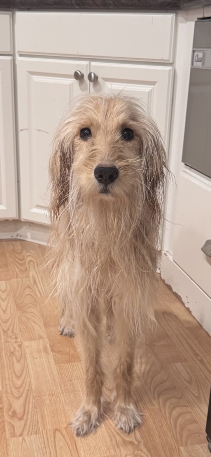 Shelter Stray Female Dog last seen near 12th near laney college, Oakland, CA, 1101 29th Ave, Oakland, CA 94601, USA
