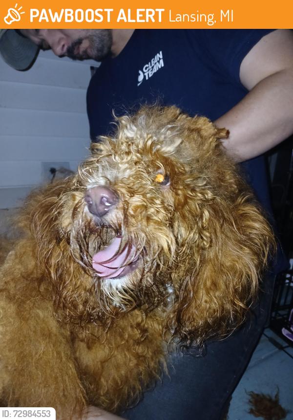 Surrendered Male Dog last seen Dunckel/development drive, Lansing, MI 48910