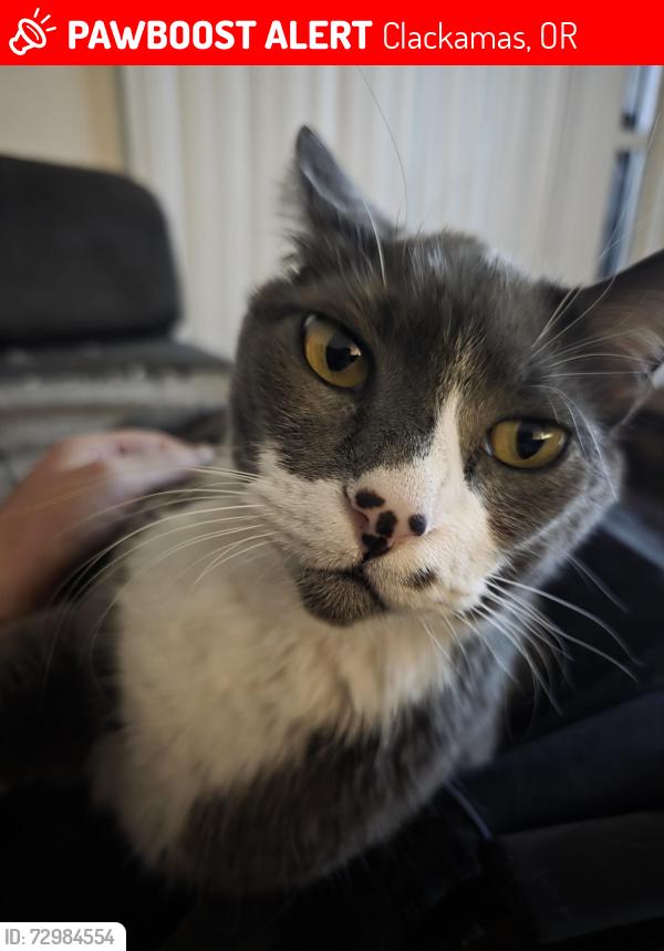 Lost Male Cat last seen 97th and park mountain ln clackamas, Clackamas, OR 97015
