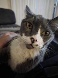Lost Male Cat last seen 97th and park mountain ln clackamas, Clackamas, OR 97015