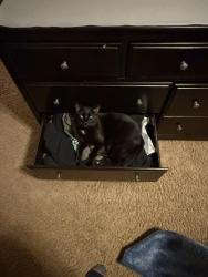Lost Male Cat last seen caulfield Ave, Oregon City, OR 97045