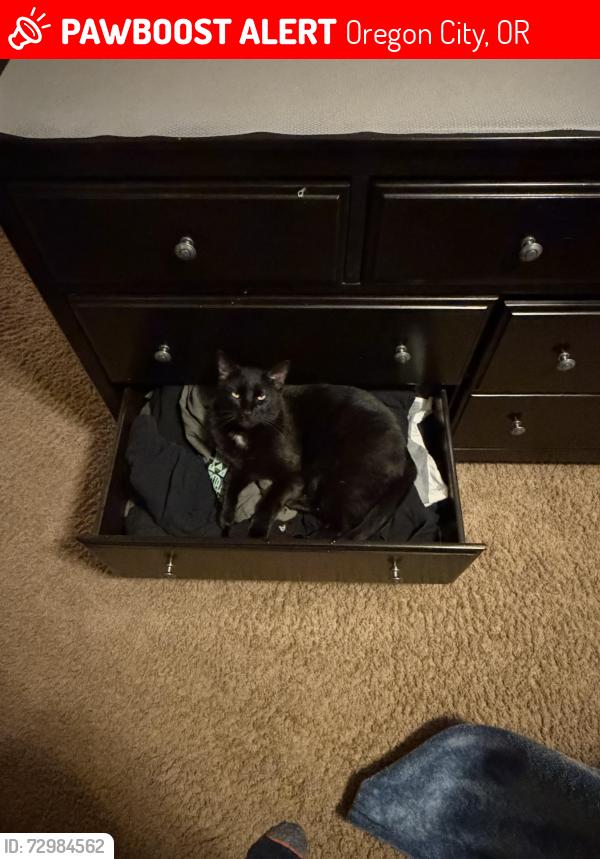 Lost Male Cat last seen caulfield Ave, Oregon City, OR 97045