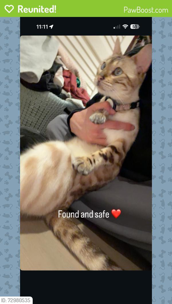 Reunited Female Cat last seen Near Stanwood Dr, Los Angeles, CA 90066I’m, Los Angeles, CA 90066