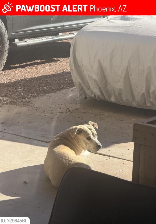 Lost Female Dog last seen 35th ave and Peoria , Phoenix, AZ 85029